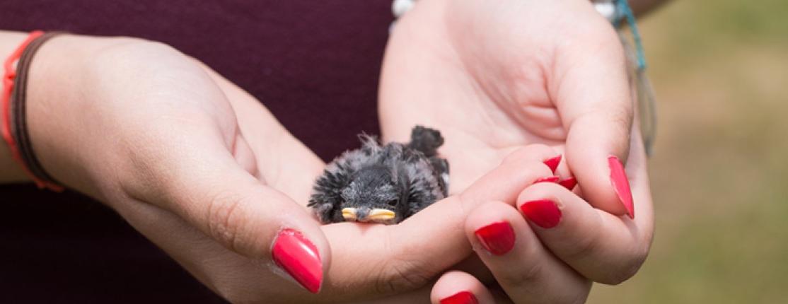 Hands holding a baby bird